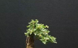 山楂盆景养护指南（如何让山楂盆景长得更美丽？）