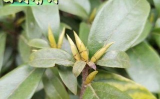 老鹰茶，一种珍贵的茶叶（探究老鹰茶的树种及特点）