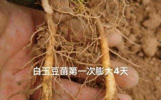 以花盆种植山药的方法与技巧（轻松掌握山药种植，打造私家山药园）