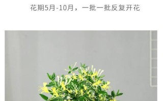 盆栽金银花的修剪方法（打造美丽的室内花园）