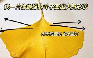 银杏树的发芽长叶过程（了解银杏树生长规律，让您更好地关注它的成长）