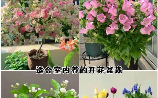 室内能养山茶花吗？（掌握4个技巧，让山茶花在室内开满花）