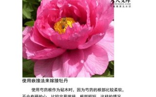 以牡丹花为主题的彩色嫁接之美（探索牡丹花的嫁接技术，打造多彩花海）
