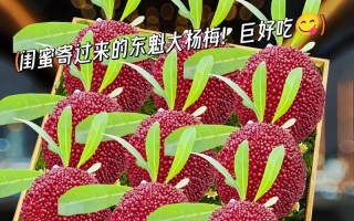 东魁杨梅三年结果实，品质超群（以品质为本，东魁杨梅风靡全国）