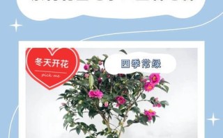 探索茶梅斑点的成因与治疗方法（预防斑点的关键是从生活习惯做起）