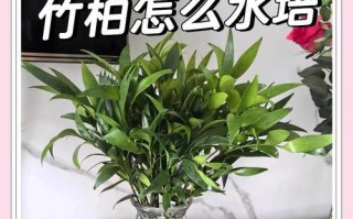 以竹柏种子怎么种——探索竹柏树的繁殖之道（从种子到参天大树，看竹柏如何生根发芽）