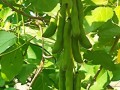 藤本植物的神奇世界（探索藤本植物的生态、分布与应用）