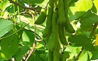 藤本植物的神奇世界（探索藤本植物的生态、分布与应用）