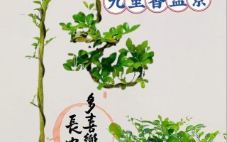 盆景养根的技巧和方法（打造健康根系，让盆景更加茁壮成长）