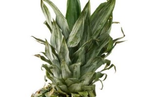 菠萝叶是什么树的叶子？（探究菠萝植物的种类及特性）