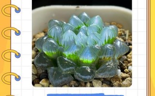 玉露花散开了，人们该如何应对？（玉露花绽放的美丽与困扰，如何平衡？）
