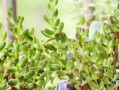 以红之玉多肉养护之完美指南（宝石般的红色多肉植物，如何正确养护？）