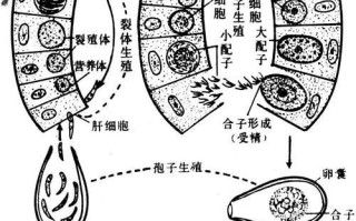 靠孢子繁殖（探索孢子繁殖的神奇能力及其应用前景）