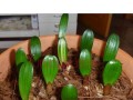 如何种植君子兰种子？