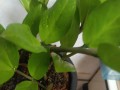 如何让金钱树多发芽？（掌握关键技巧，实现财富增值）