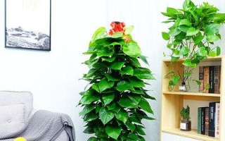 办公室里放什么植物好？（绿萝是不错的选择）