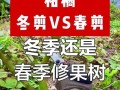 老桔树修剪的技巧与方法（打造健康丰盈的老桔树——以老桔树修剪为主题）