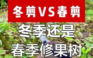 老桔树修剪的技巧与方法（打造健康丰盈的老桔树——以老桔树修剪为主题）