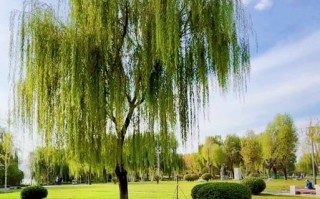 柳树叶子的形状与特点（探究柳树叶子的形态特征与适应环境的关系）