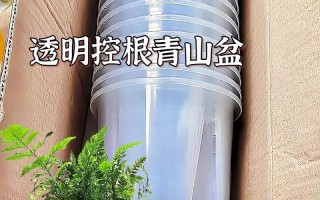 蝴蝶兰换盆攻略（最佳时间和正确方法，让蝴蝶兰生长更健康）