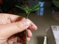 帝玉的繁殖方法与注意事项（帝玉繁殖的技巧和实用小贴士）