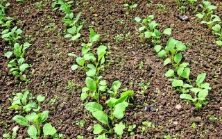 白萝卜种植时间与生长周期全解析（掌握白萝卜生长规律，轻松收获丰硕果实）