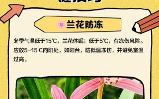 秋冬季兰花防虫害的有效方法（保护兰花免受虫害侵害的技巧与建议）