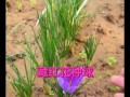 藏红花种球烂了怎么办？（救救我的藏红花！如何处理烂掉的种球）
