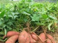红薯——一种重要的根菜作物（品种丰富，营养丰富，产量高效）