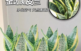 虎皮兰如何施肥最好？（肥料的选择和施用方式对虎皮兰的影响）