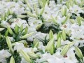 百合花不开花的原因（揭秘百合花开花的秘密与解决方法）