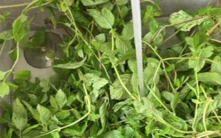 探究烧仙草之神奇（了解烧仙草的成分、功效与使用方法）