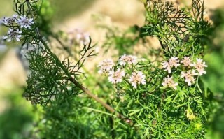 香菜是否会开花？（探究香菜的生长特性及开花原因）
