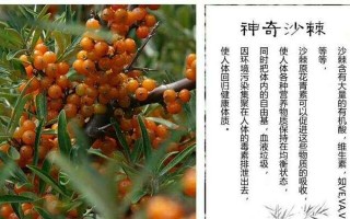 沙棘的生长环境与地方条件（从土壤、水分、气候到生态系统，一一揭秘沙棘的生存之道）