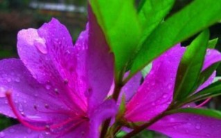 杜鹃花的色彩世界（探秘杜鹃花的多彩花色及花语）