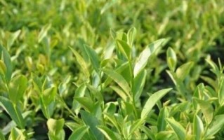茶树室内养护指南（适合室内养的茶树品种及注意事项）