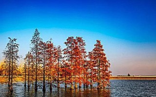 水杉的浇水频率（如何科学浇水让水杉更健康）