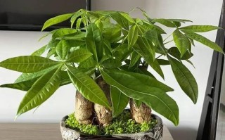 发财树怎么发芽快？教你种出绿油油的发财树（一步步教你发财树快速成长，只需掌握这些关键点）