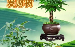 招财树小盆栽的养护全攻略（助您打造富贵生活，财运滚滚来）