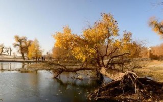 胡杨的生长环境与生长地方条件（沙漠里的胡杨林——神奇的自然景观）