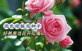 家里种蔷薇花的风水（如何在家中种植蔷薇花来改善风水）