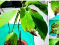 兰花叶子发黑的原因及处理方法（探究兰花叶子发黑的原因及如何有效处理）