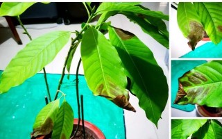 兰花叶子发黑的原因及处理方法（探究兰花叶子发黑的原因及如何有效处理）