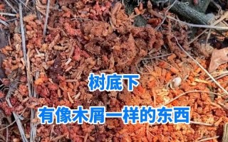菠萝蜜钻心虫防治方法（选用正确农药防治钻心虫）