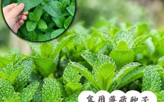 如何选择最佳播种时间——薄荷种子播种指南（了解种植季节，掌握薄荷种子的最佳生长环境）