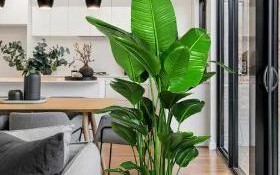 老板办公室的植物风水（为什么放植物可以改善老板办公室的风水？）