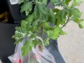 菊花移盆后如何处理根部受损问题（菊花移盆后出现根部受损如何救治，）