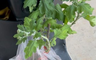 菊花移盆后如何处理根部受损问题（菊花移盆后出现根部受损如何救治，）