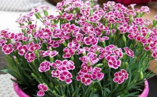 海石竹花期揭秘（探秘海石竹的开花时间、开花期长短及影响因素）