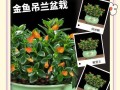 如何加速金鱼成长？（掌握关键技巧，让金鱼快速成长）